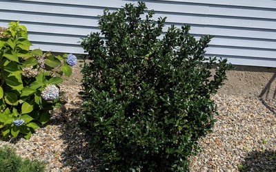 Photo of Tina A.'s yard after getting tree care in The Colony, TX