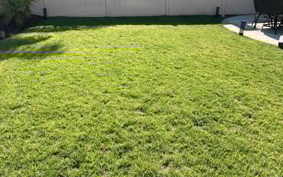 Photo of Peter W.'s yard after getting lawn care in Temecula, CA