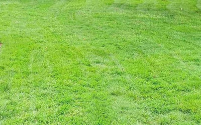Photo of Molly A.'s yard after getting lawn care in Beachwood, OH