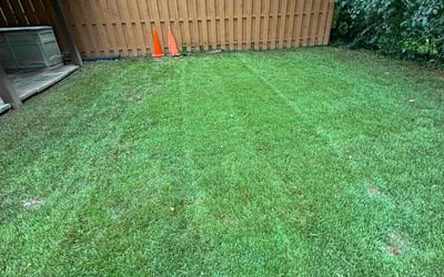 Photo of Angela C.'s yard after getting lawn care in Silver Spring, MD