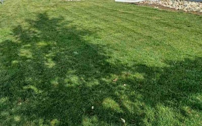 Photo of Rebecca E.'s yard after getting lawn care in Arvada, CO