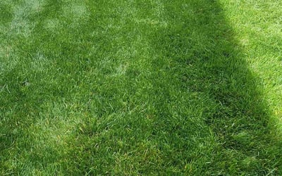 Photo of Toni J.'s yard after getting lawn care in Eden, NC