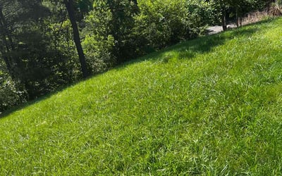 Photo of Kate M.'s yard after getting lawn care in Asheville, NC