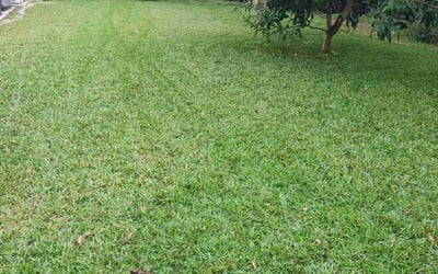 Photo of Edward B.'s yard after getting lawn care in Palm Beach Gardens, FL