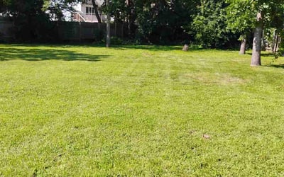 Photo of David R.'s yard after getting lawn care in Coon Rapids, MN