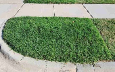 Photo of Joann C.'s yard after getting lawn care in Denton, TX