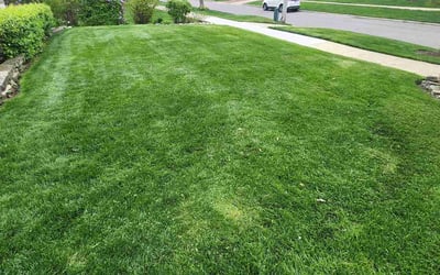 Photo of Elena C.'s yard after getting lawn care in Glen Ellyn, IL