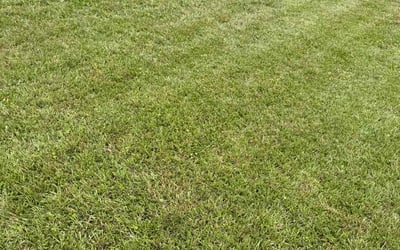 Photo of Vera M.'s yard after getting lawn care in Decatur, GA