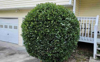 Photo of Rosemaria C.'s yard after getting lawn care in East Windsor, CT