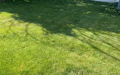 Photo of Michelle H.'s yard after getting lawn care in Elmont, NY