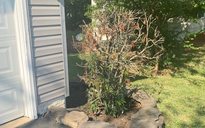 Photo of Dan M.'s yard after getting lawn care in Winchester, MA