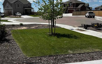 Photo of Brad F.'s yard after getting lawn care in Colorado Springs, CO