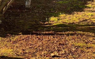 Photo of Christian W.'s yard after getting lawn care in Fowlerville, MI