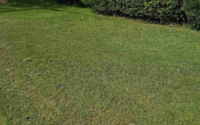 Photo of Todd E.'s yard after getting lawn care in Darien, IL