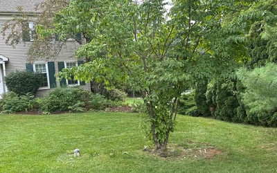 Photo of Marilyn R.'s yard after getting lawn care in Lancaster, PA