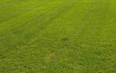 Photo of Nicole D.'s yard after getting lawn care in North Tonawanda, NY