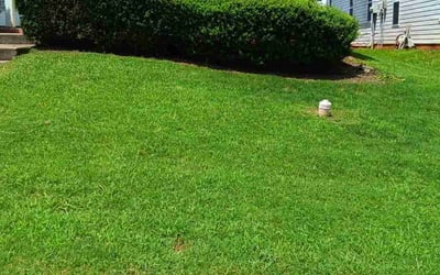Photo of Millie R.'s yard after getting lawn care in Pleasant View, TN