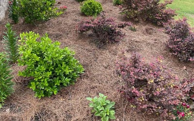 Photo of Joy P.'s yard after getting lawn care in Winchester, CA