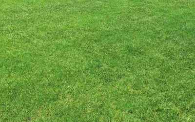 Photo of Qi Y.'s yard after getting lawn care in Bayside, NY