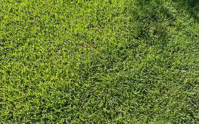 Photo of Karol W.'s yard after getting lawn care in Prairieville, LA