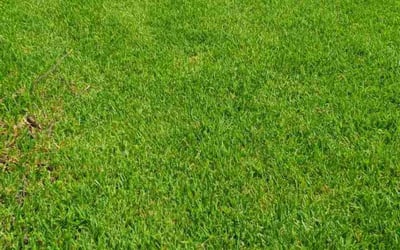 Photo of Karen H.'s yard after getting lawn care in Palmetto, FL
