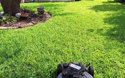 Photo of Lillian L.'s yard after getting lawn care in San Antonio, TX
