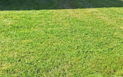 Photo of Kevin T.'s yard after getting lawn care in Round Rock, TX
