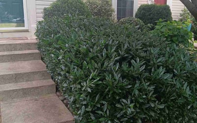 Photo of Denise G.'s yard after getting lawn care in Carbondale, PA