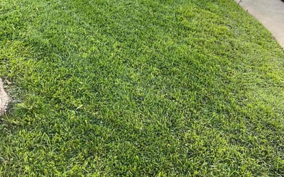 Photo of Lydia C.'s yard after getting lawn care in San Bernardino, CA