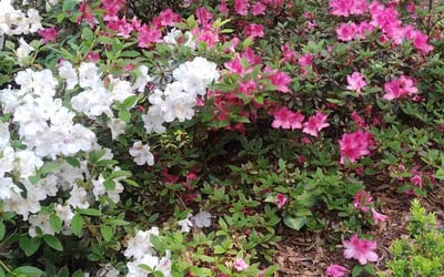 Photo of Christine N.'s yard after getting lawn care in Ceres, CA