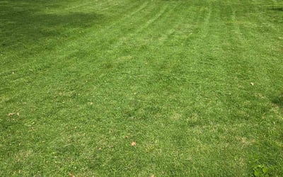 Photo of Aida R.'s yard after getting lawn care in Lake Villa, IL