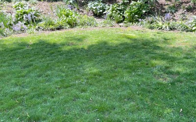 Photo of marcus S.'s yard after getting lawn care in Brookline, MA