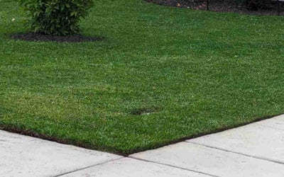 Photo of Tim W.'s yard after getting lawn care in Okatie, SC