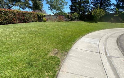 Photo of Erika C.'s yard after getting lawn care in Citrus Heights, CA