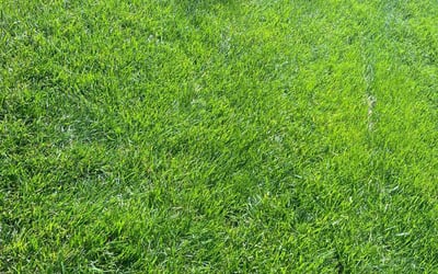 Photo of Wendy M.'s yard after getting lawn care in Chantilly, VA