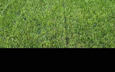 Photo of Joanna B.'s yard after getting lawn care in Pontiac, MI