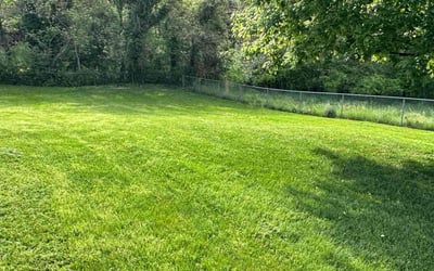 Photo of Bill P.'s yard after getting lawn care in Madison, NC