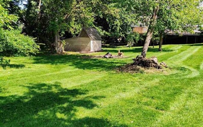 Photo of Cortney D.'s yard after getting lawn care in Lapeer, MI