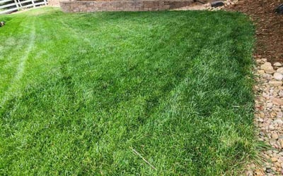 Photo of Debbie H.'s yard after getting lawn care in Broomfield, CO