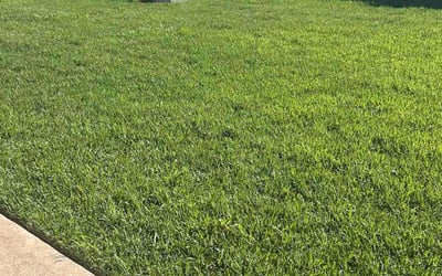 Photo of Cameron F.'s yard after getting lawn care in Katy, TX
