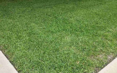 Photo of Kent G.'s yard after getting lawn care in Kyle, TX