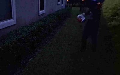 Photo of Pal H.'s yard after getting tree care in Sterling, VA