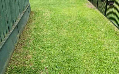 Photo of Nick R.'s yard after getting lawn care in Myrtle Beach, SC