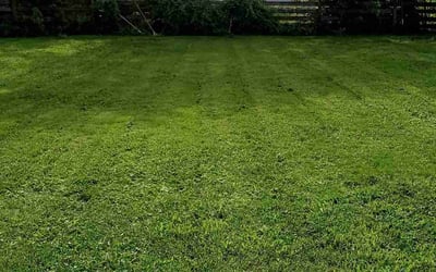 Photo of Agia T.'s yard after getting lawn care in Nottingham, MD
