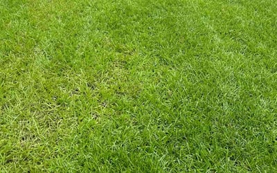 Photo of Cassie F.'s yard after getting lawn care in Clifton Park, NY