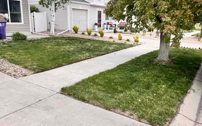 Photo of Chase T.'s yard after getting lawn care in Evergreen, CO