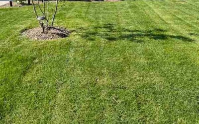 Photo of Kevin H.'s yard after getting lawn care in Demotte, IN