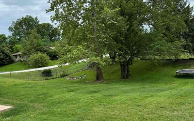 Photo of Onilda M.'s yard after getting lawn care in Elizabeth, NJ
