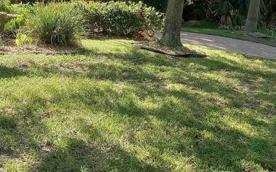 Photo of Tammy B.'s yard after getting lawn care in Lewes, DE