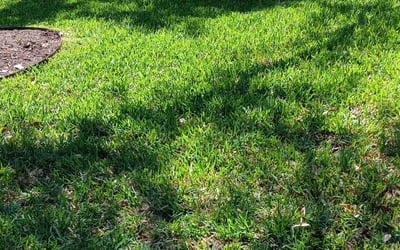 Photo of Virginia D.'s yard after getting lawn care in New Smyrna Beach, FL